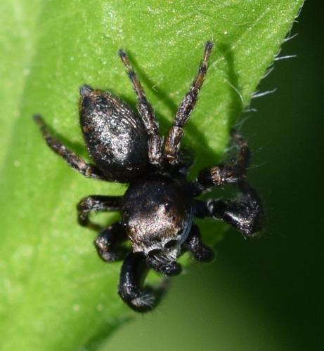 Evarcha arcuata